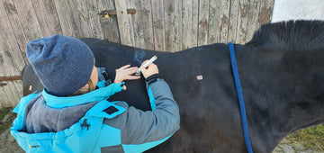 Moxibustion Pferd: Wärme bei Rückenverspannungen