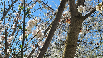 Frühling in der TCM: Neubeginn, Wachstum & die Bedeutung des Elements Holz